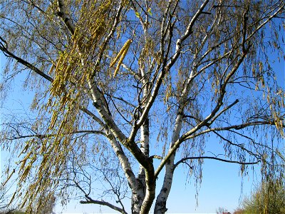 Hängebirke (Betula pendula) auf einer Streuobstwiese in Hockenheim
