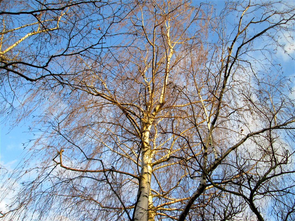 Hängebirke (Betula pendula) in Hockenheim