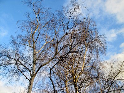 Hängebirke (Betula pendula) in Hockenheim