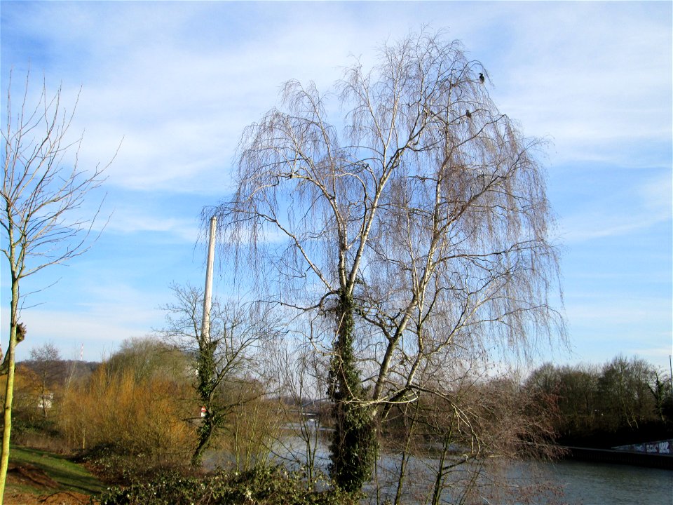 Hängebirke (Betula pendula) am Staden in Saarbrücken