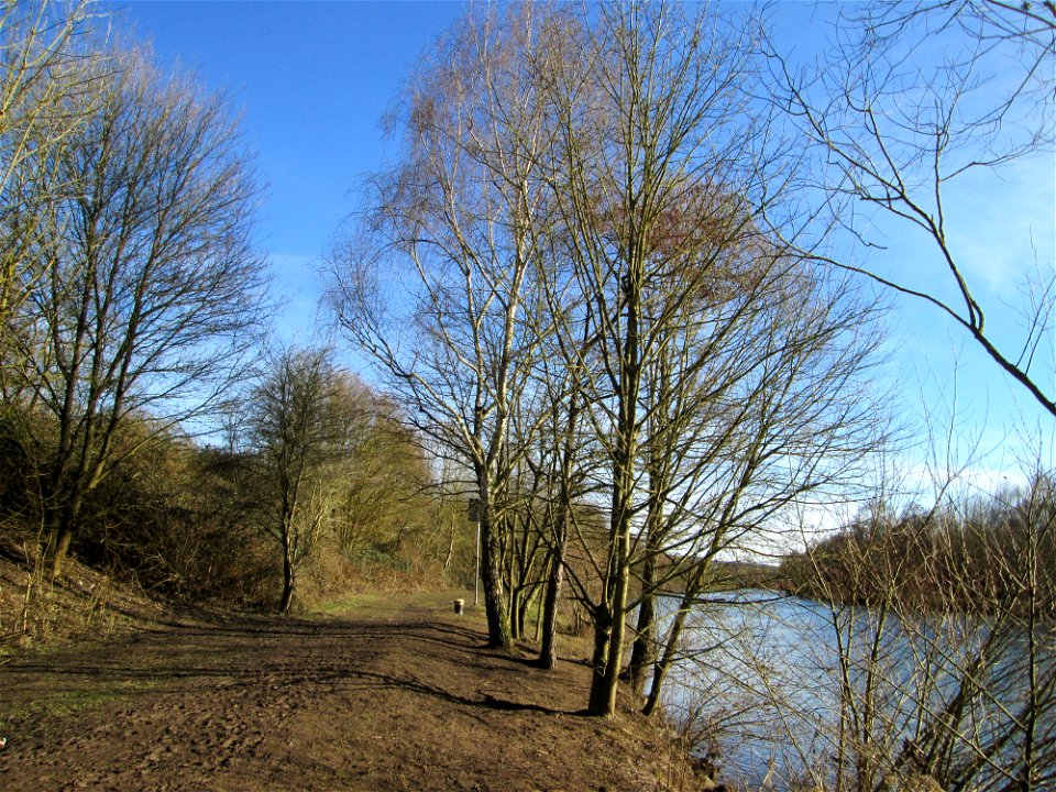 Diverse Bäume, u.a. eine Hängebirke (Betula pendula) im Naturschutzgebiet „St. Arnualer Wiesen“