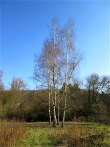 Birke (Betula pendula) am Tierfriedhof Saarbrücken