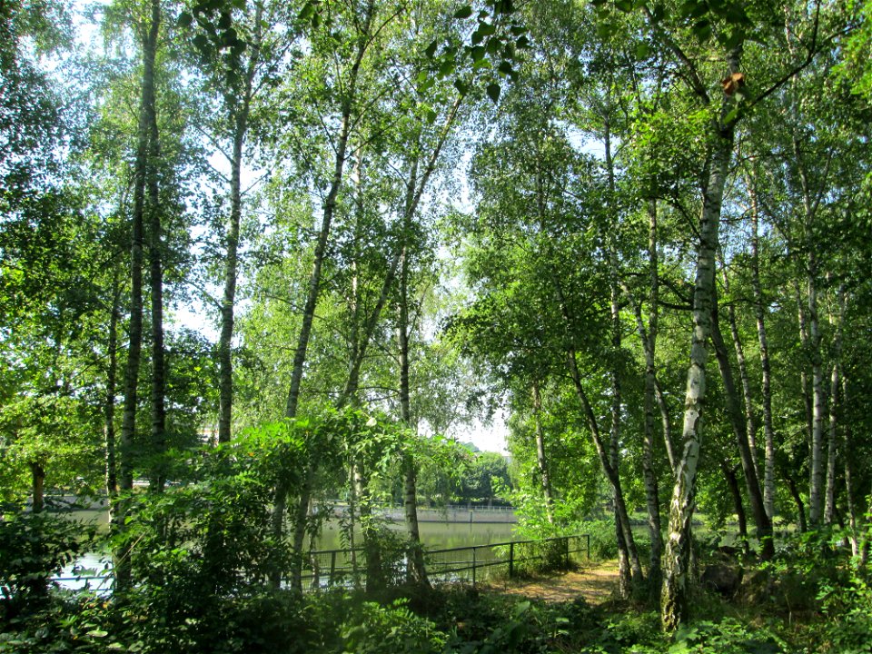 Birken (Betula pendula) auf dem Trümmerfeld im Bürgerpark Saarbrücken