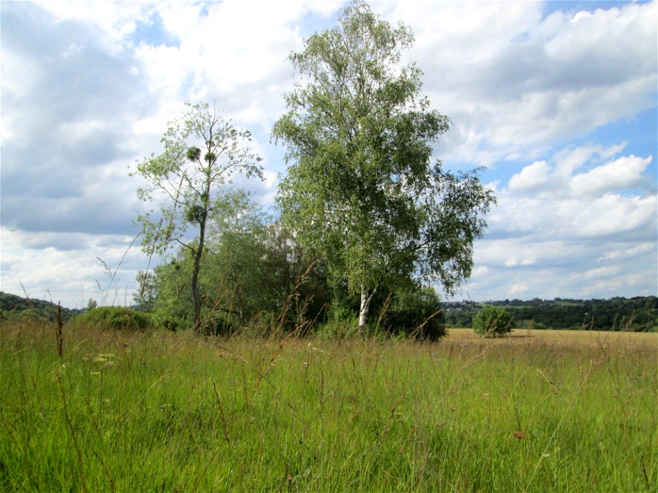 Hänge-Birke (Betula pendula) im Naturschutzgebiet Wusterhang und Beierwies bei Fechingen