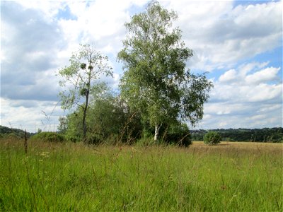 Hänge-Birke (Betula pendula) im Naturschutzgebiet Wusterhang und Beierwies bei Fechingen