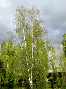 Hängebirke (Betula pendula) im Bürgerpark Saarbrücken