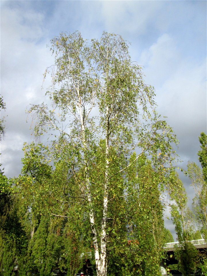 Hängebirke (Betula pendula) im Bürgerpark Saarbrücken