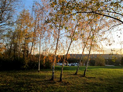 Birke (Betula pendula) am Osthafen in Saarbrücken
