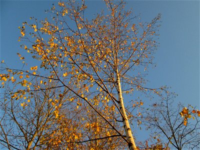 Birke (Betula pendula) am Osthafen in Saarbrücken