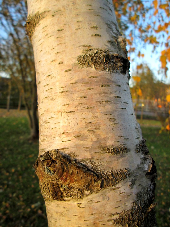 Birke (Betula pendula) am Osthafen in Saarbrücken