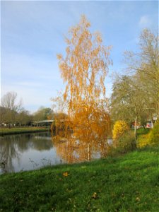 Birke (Betula pendula) an der Saar vor dem Heizkraftwerk in Saarbrücken