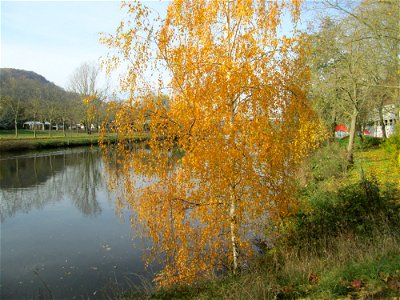 Birke (Betula pendula) an der Saar vor dem Heizkraftwerk in Saarbrücken