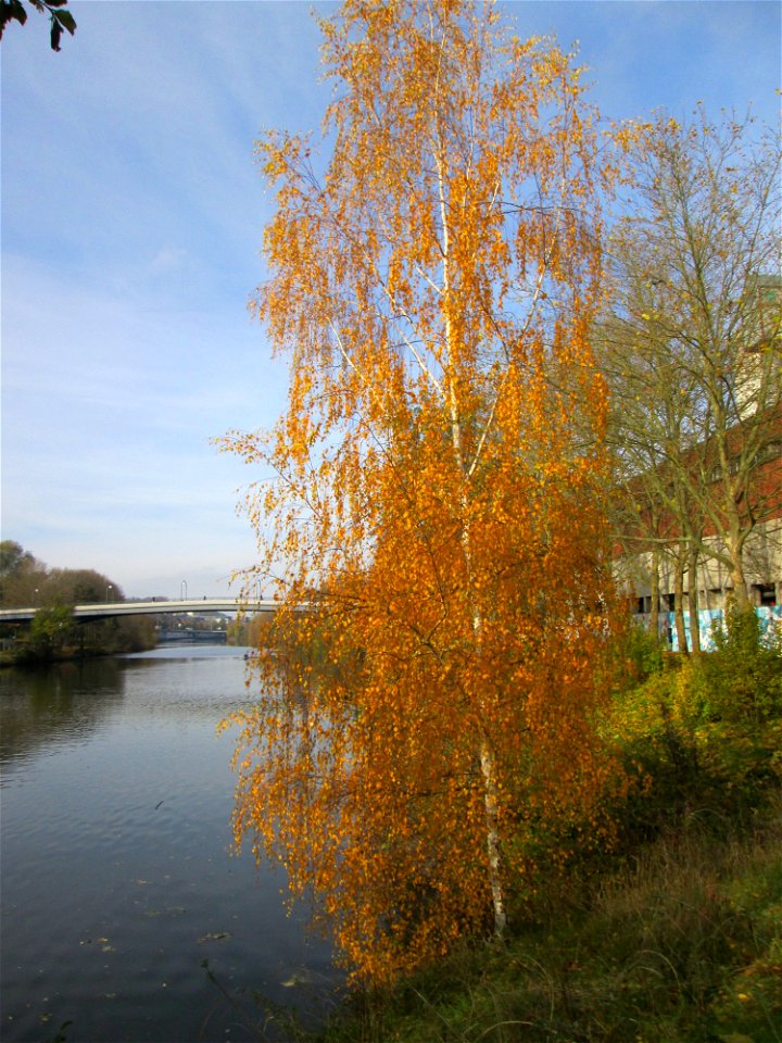 Birke (Betula pendula) an der Saar vor dem Heizkraftwerk in Saarbrücken