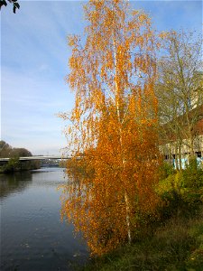 Birke (Betula pendula) an der Saar vor dem Heizkraftwerk in Saarbrücken