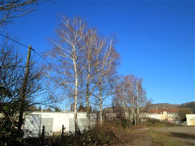 Hänge-Birke (Betula pendula) in Brebach