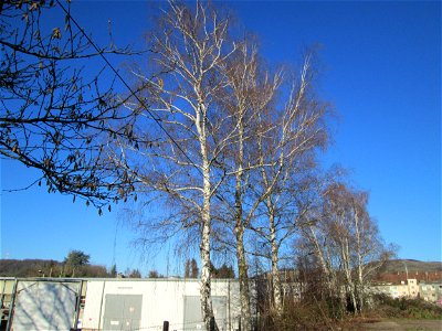 Hänge-Birke (Betula pendula) in Brebach