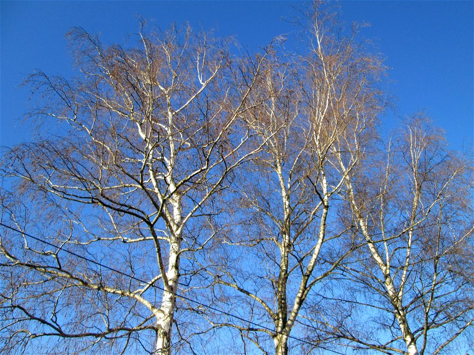 Hänge-Birke (Betula pendula) in Brebach