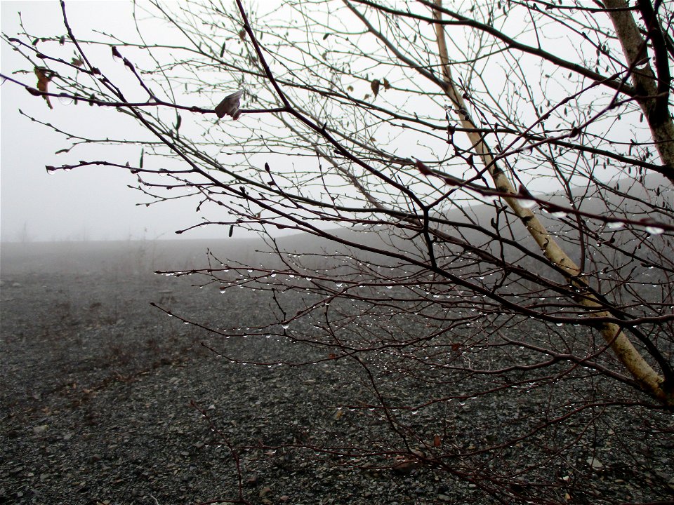 Hängebirke (Betula pendula) auf der Bergehalde Göttelborn