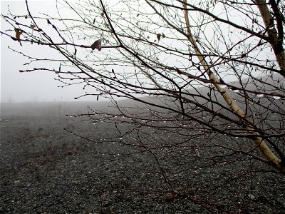 Hängebirke (Betula pendula) auf der Bergehalde Göttelborn