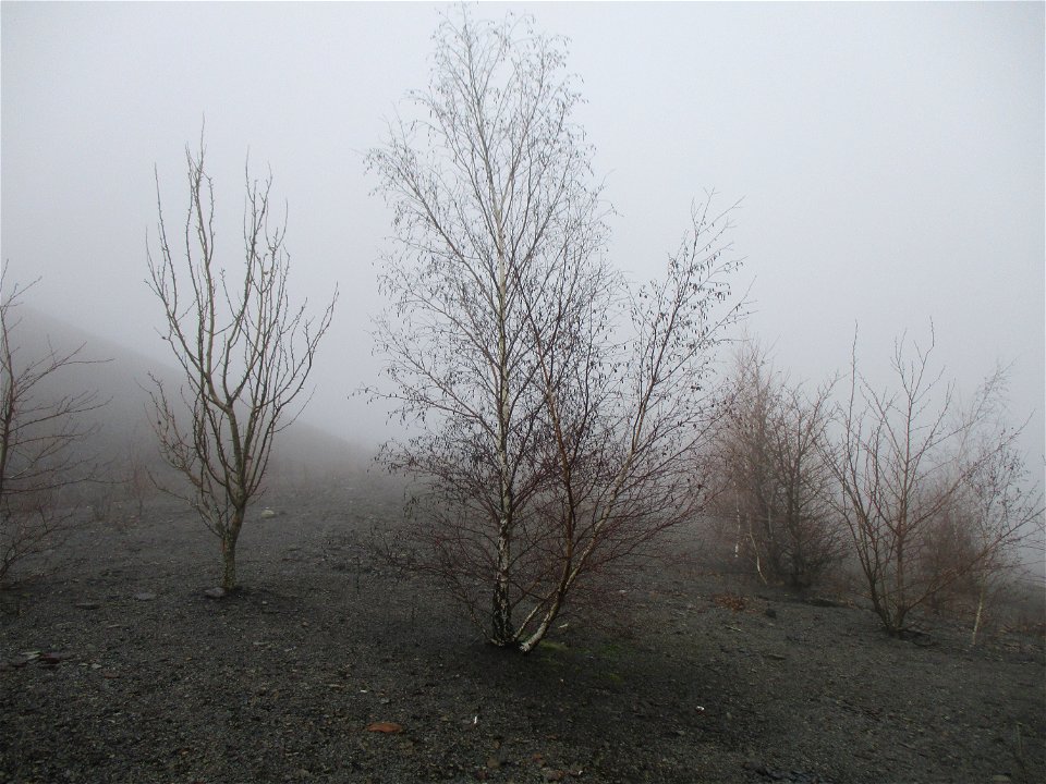 Hängebirke (Betula pendula) auf der Bergehalde Göttelborn