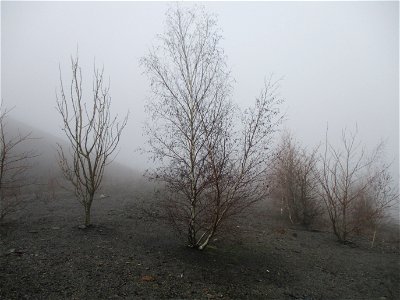 Hängebirke (Betula pendula) auf der Bergehalde Göttelborn