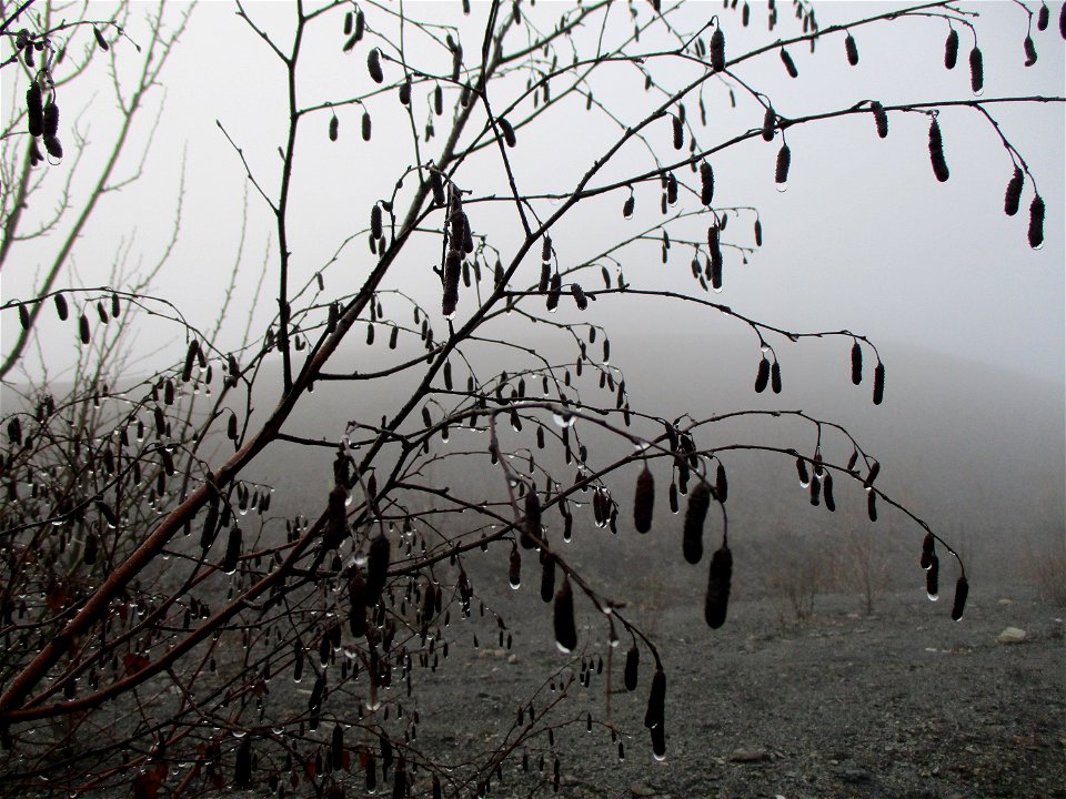 Hängebirke (Betula pendula) auf der Bergehalde Göttelborn