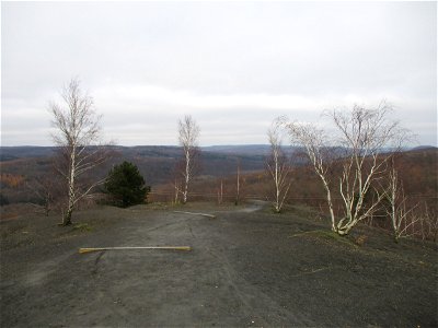 Birkenbestand (Betula pendula) auf der Bergehalde Grühlingstraße in Jägersfreude