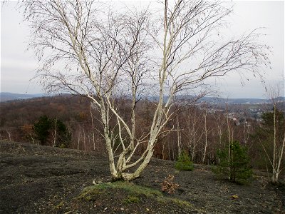 Birkenbestand (Betula pendula) auf der Bergehalde Grühlingstraße in Jägersfreude