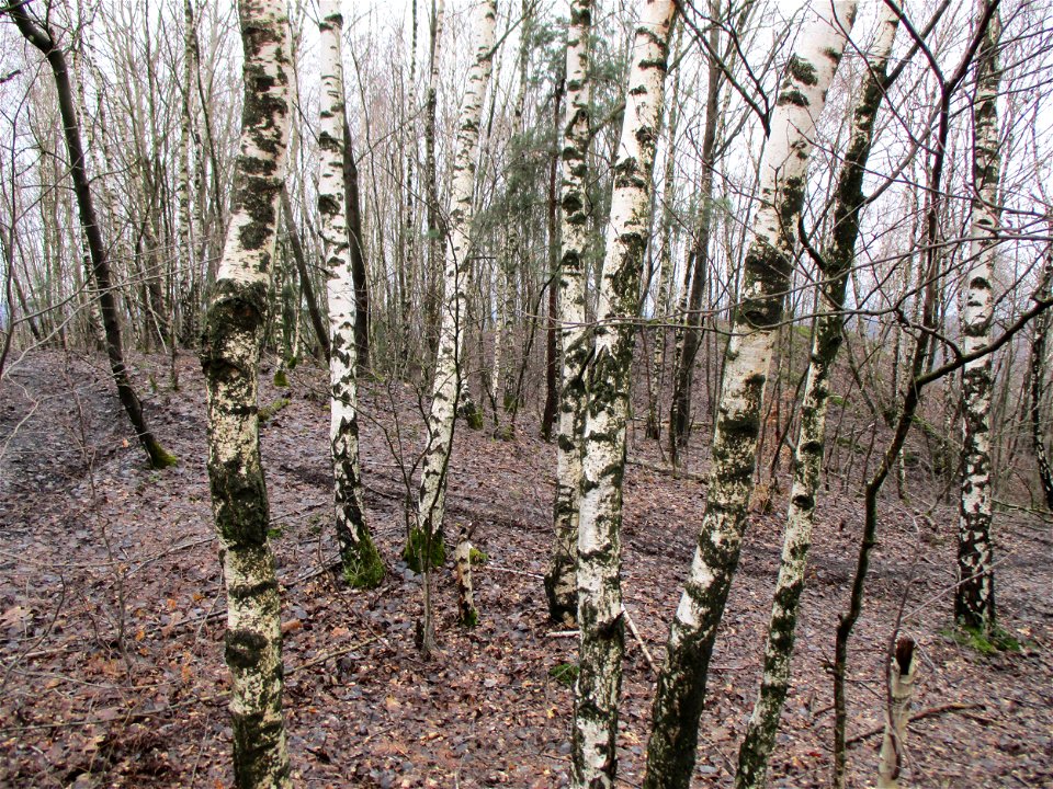 Hängebirke (Betula pendula) auf der Bergehalde „Lydia“ der Grube Camphausen