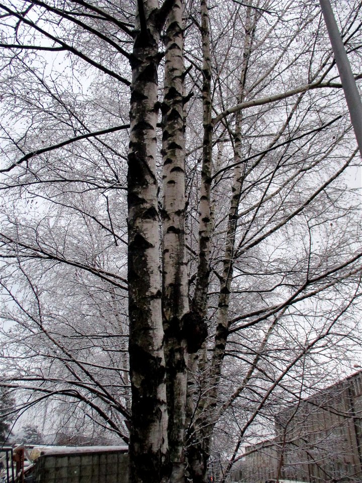 Hänge-Birke (Betula pendula) in Brebach
