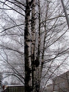Hänge-Birke (Betula pendula) in Brebach