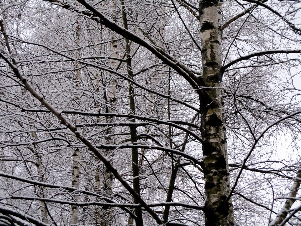 Hänge-Birke (Betula pendula) in Brebach