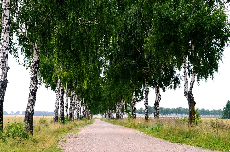 Beržų alėja nuo Beržų k. iki Gėlainių k., Kėdainių raj.