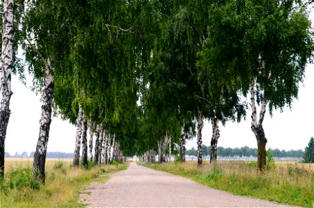 Beržų alėja nuo Beržų k. iki Gėlainių k., Kėdainių raj.