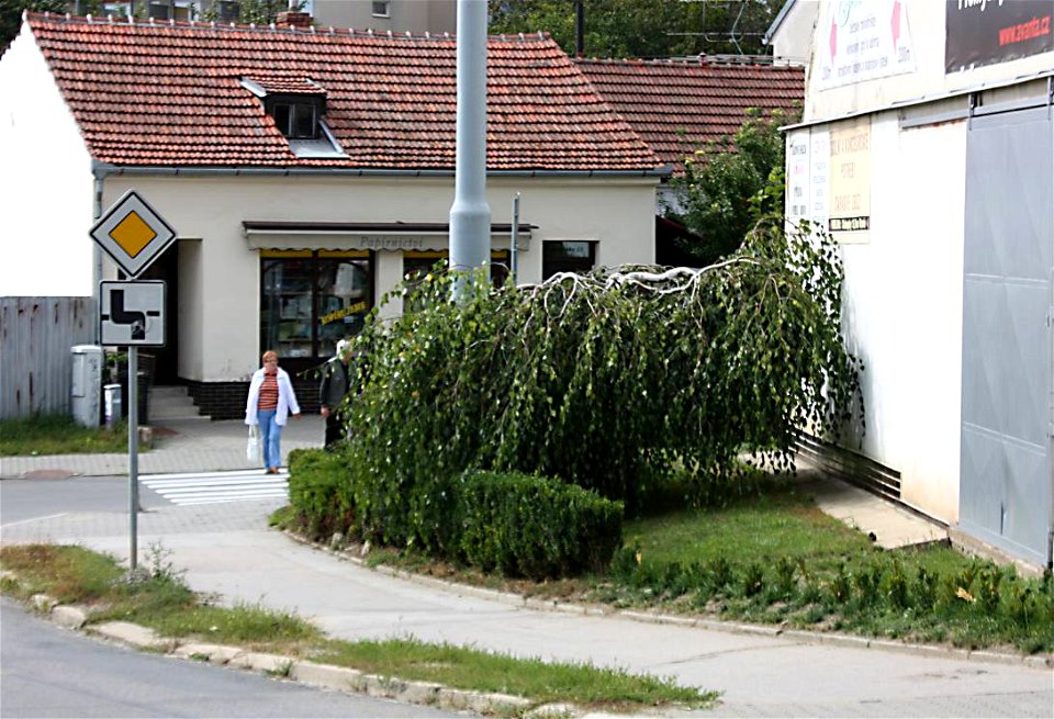 Betula pendula 'Youngii', Brno-Komín