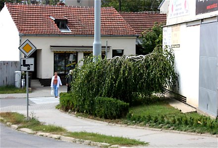 Betula pendula 'Youngii', Brno-Komín