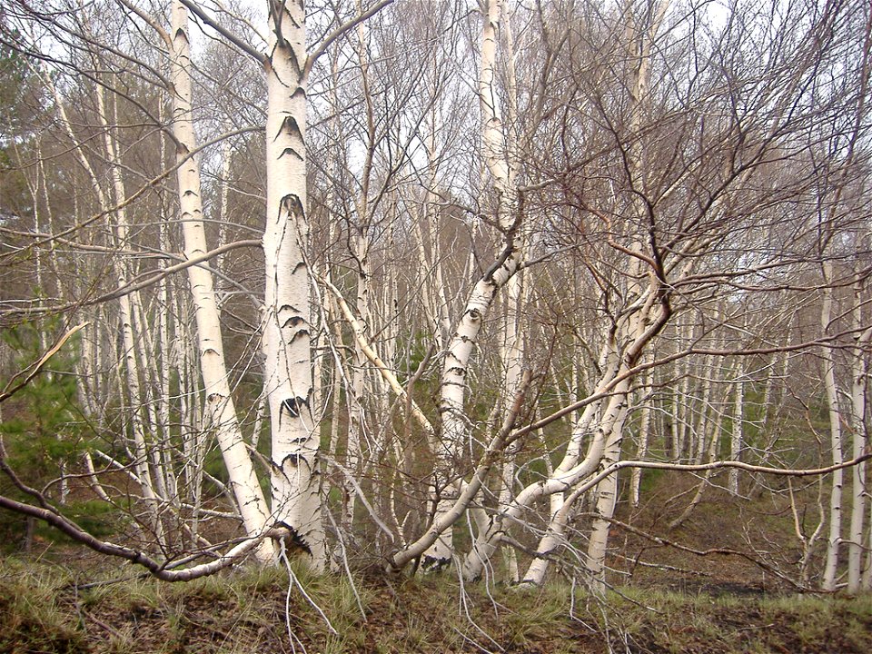 Betula pendula (syn. Betula aetnensis)