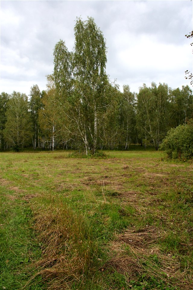 Betula pendula forest in Altaiskiy kray (Russia)