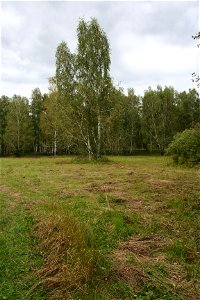 Betula pendula forest in Altaiskiy kray (Russia)