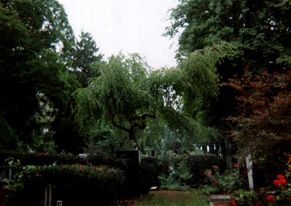 Betula pendula 'Youngii', Czech republic,  Brno, Ústřední hřbitov