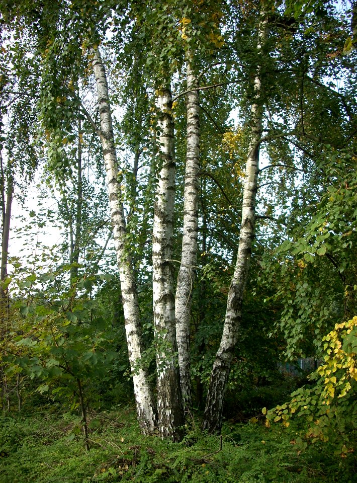 Betula pendula

 Eine Vierergruppe Hänge-Birken, fotografiert am Fernmeldeturm Friedrichsthal-Bildstock