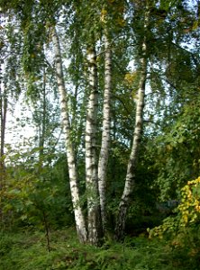 Betula pendula

 Eine Vierergruppe Hänge-Birken, fotografiert am Fernmeldeturm Friedrichsthal-Bildstock