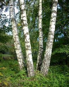 Betula pendula

 Eine Vierergruppe Hänge-Birken, fotografiert am Fernmeldeturm Friedrichsthal-Bildstock