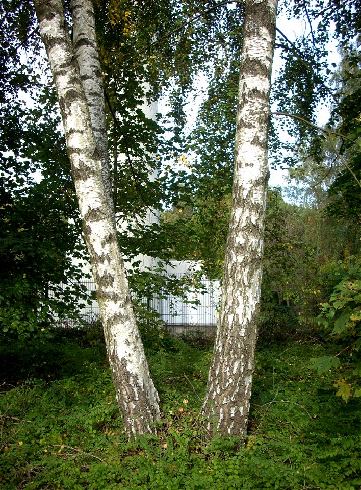Betula pendula

 Eine Vierergruppe Hänge-Birken, fotografiert am Fernmeldeturm Friedrichsthal-Bildstock