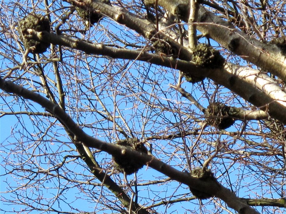 Birch with parasite.