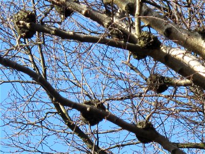 Birch with parasite.