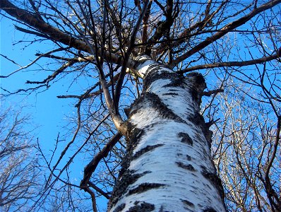 Betula pendula in Ågestasjön ("the Ågesta lake") in Stockholm. Photographed by me in spring 2008.