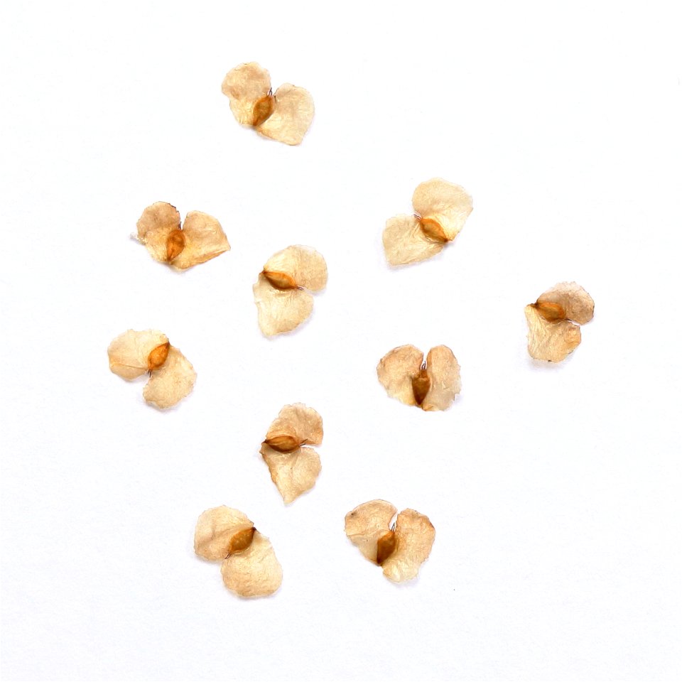 fruits of Betula pendula