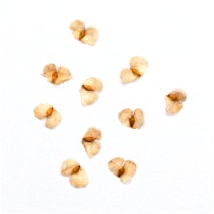 fruits of Betula pendula