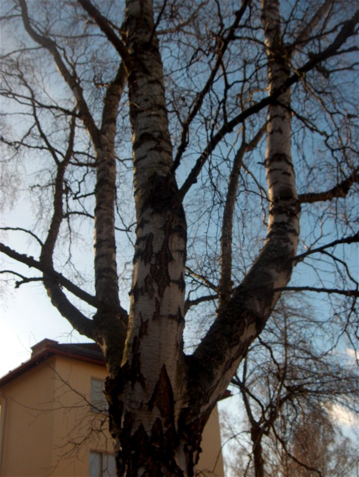 Betula pendula in Plantskoleområdet, Stockholm, Sweden. Photographed by me in spring 2008.